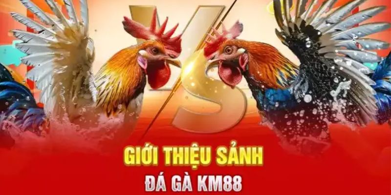 Đá gà KM88 – Hấp dẫn và đầy kịch tính