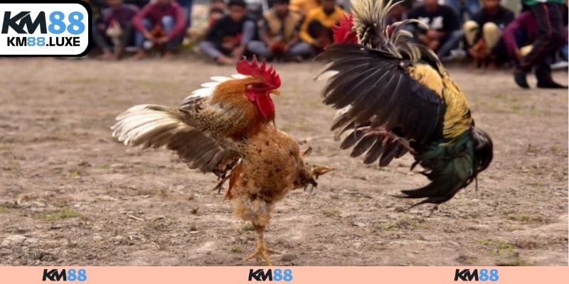 Chất lượng phát sóng cực đỉnh