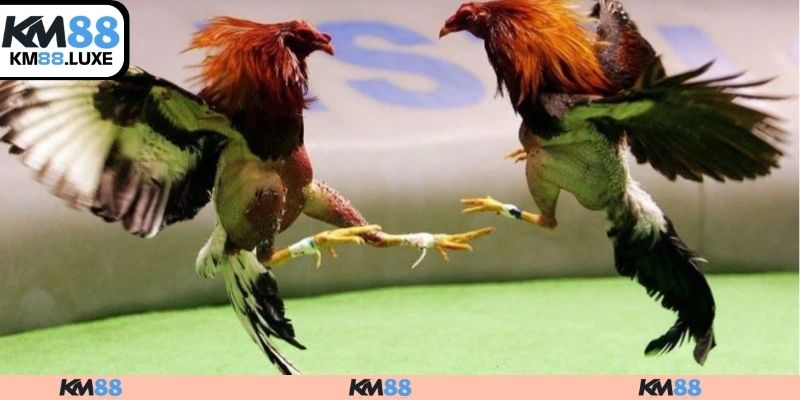 Chiến kê cựa dao sắc bén