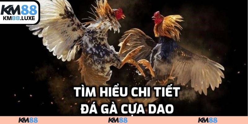 Giới thiệu đá gà cựa dao