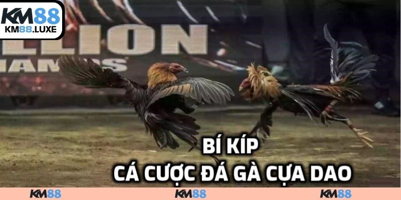 Kinh nghiệm chơi đá gà luôn thắng đậm 