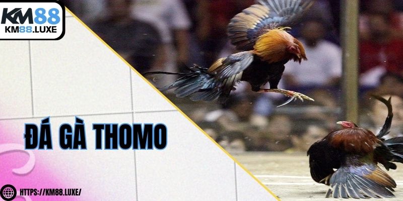 Đá gà thomo - Đấu trường kịch tính, nảy lửa cho anh em