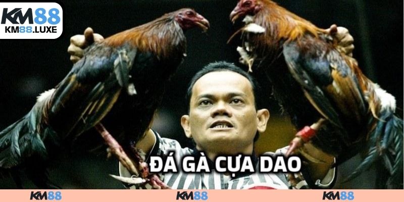 Đá gà thomo cựa dao