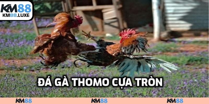 Đá gà Thomo cựa tròn