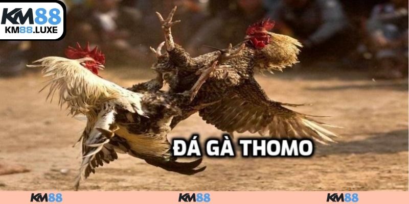 Đôi nét về đá gà Thomo