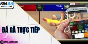 Đá gà trực tiếp - Trải nghiệm các trận chọi kê mãn nhãn nhất