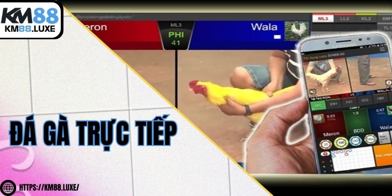 Đá gà trực tiếp - Trải nghiệm các trận chọi kê mãn nhãn nhất