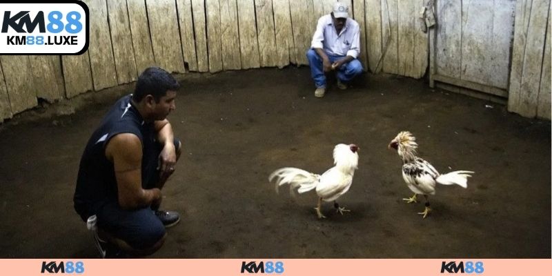 Các đấu trường đá gà nổi tiếng
