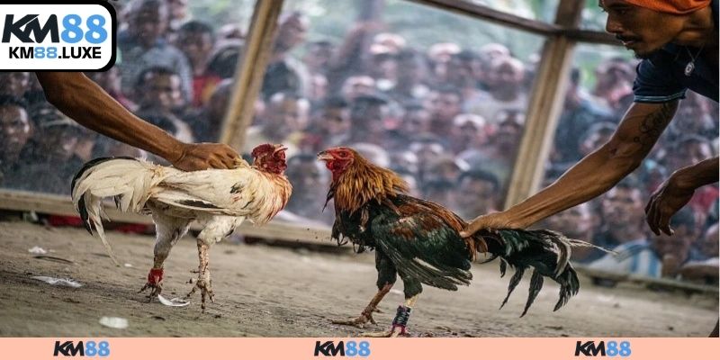 Những hình thức đá gà trực tiếp phổ biến nhất