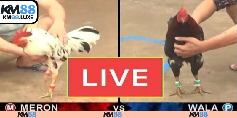 Đá gà trực tiếp nghĩa là gì?